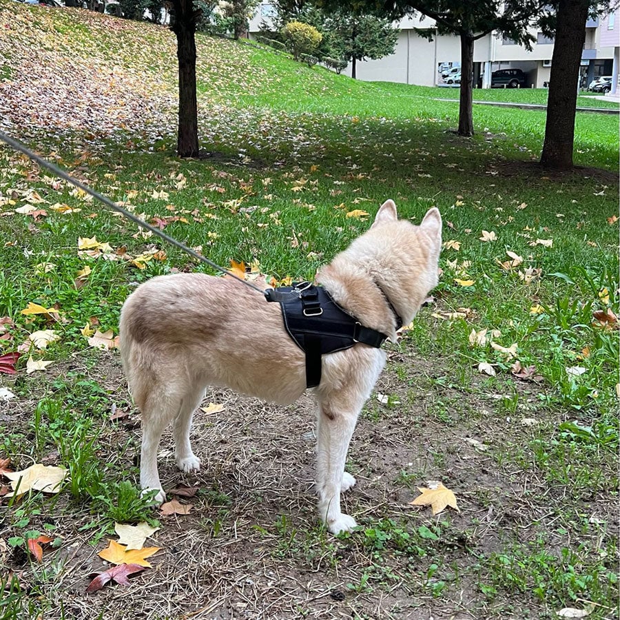 Choke Dog Harness